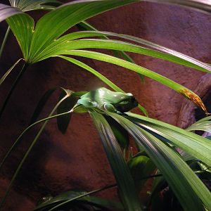 Green Tree-frog, Frog House - January, 2010