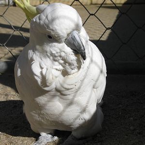 Cockatoo