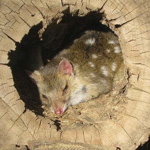 Eastern Quoll