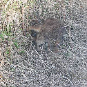 Wallaby