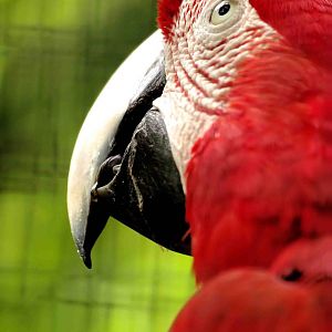 Red and Green Macaw