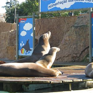 Sea Lions