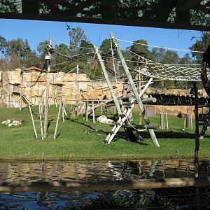 Gorilla enclosure