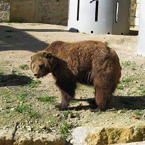 Brown Bear