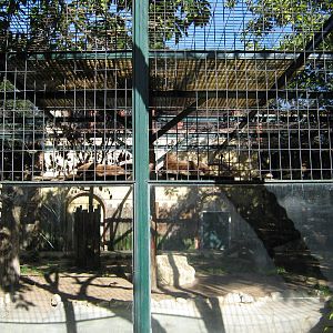 Mountain Lion enclosure