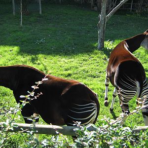 Okapis