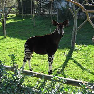 Okapi