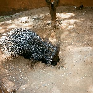 Auto Safari Zoo 1989 - Porcupine