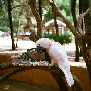 Auto Safari Zoo 1989 - Pink Cockatoo