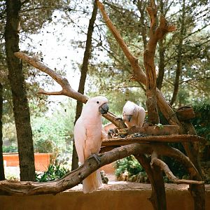 Auto Safari Zoo 1989 - Pink Cockatoo