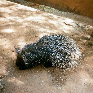 Auto Safari Zoo 1989 - Porcupine