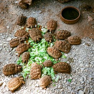 Auto Safari Zoo 1989 - Tortoise