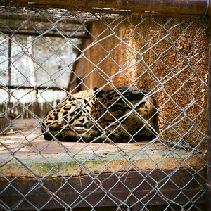 Auto Safari Zoo 1989 - Clouded Leopard