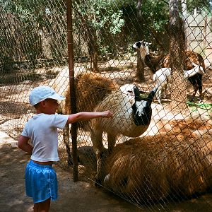 Auto Safari Zoo 1989 - Llama enclosure