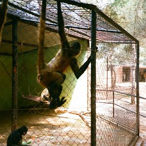 Auto Safari Zoo 1989 - Spider Monkey