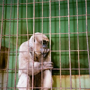 Auto Safari Zoo 1989 - Wolly Monkey