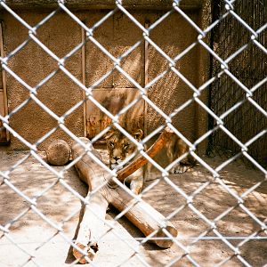 Auto Safari Zoo 1989 - Lion cage