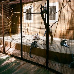 Auto Safari Zoo 1989 - Ringtailed Lemur cage