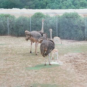 Auto Safari Zoo 1989 - Ostrich