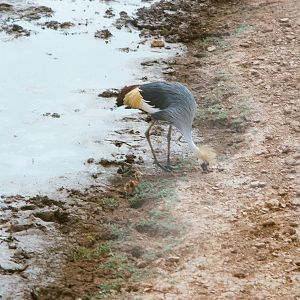 Auto Safari Zoo 1989 - Crowned Crane and chick