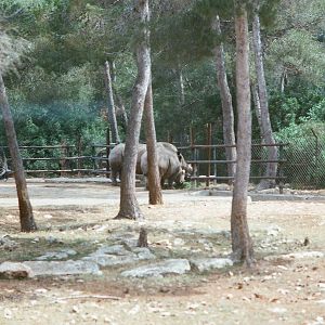 Auto Safari Zoo 1989 - White Rhinoceros