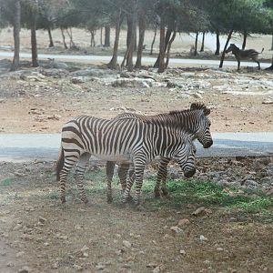 Auto Safari Zoo 1989 - Grants Zebra