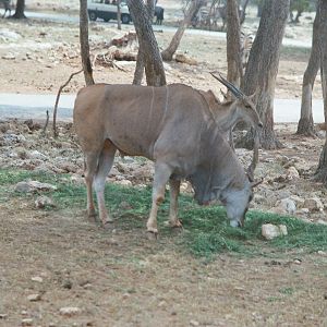 Auto Safari Zoo 1989 - Eland and Zebra