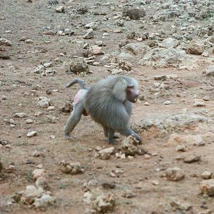 Auto Safari Zoo 1989 - Baboon