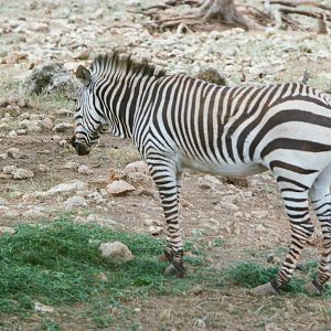Auto Safari Zoo 1989 - Hartmanns Mountain Zebra