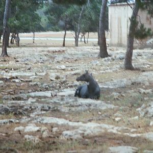 Auto Safari Zoo 1989 - Nilgai