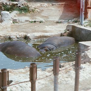 Auto Safari Zoo 1989 - Hippopotamus