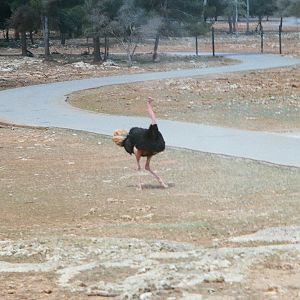 Auto Safari Zoo 1989 - Ostrich