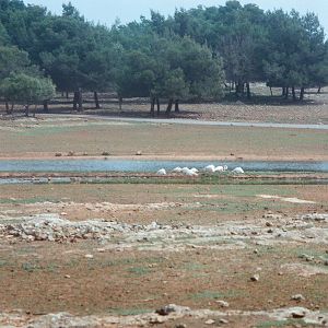 Auto Safari Zoo 1989 - General scene