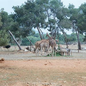 Auto Safari Zoo 1989 - Giraffe feeding