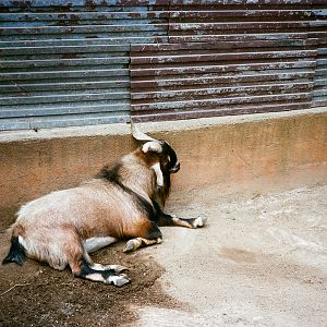 Auto Safari Zoo 1989 - Goat