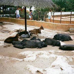 Auto Safari Zoo 1989 - Pot-bellied pig and goat enclosure