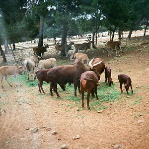 Auto Safari Zoo 1989 - Ankole Cattle and Eland