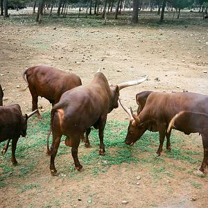 Auto Safari Zoo 1989 - Ankole Cattle