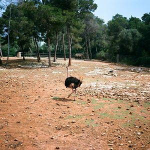 Auto Safari Zoo 1989 - Ostrich and White Rhinoceros