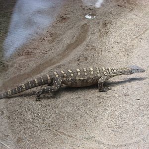 Australia Zoo 2007 - Perentie