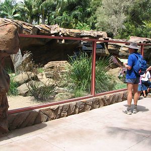 Australia Zoo 2007 - Goanna exhibit