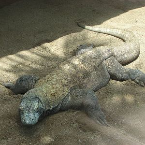 Australia Zoo 2007 - Komodo Dragon