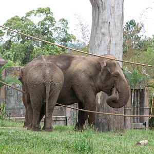 Australia Zoo 2007 - Asiatic Elephants