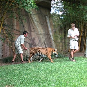 Australia Zoo 2007 - Keepers with a tiger
