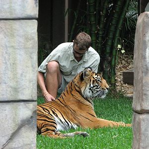 Australia Zoo 2007 - Keeper with a tiger