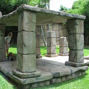 Australia Zoo 2007 - Inside the Tiger exhibit