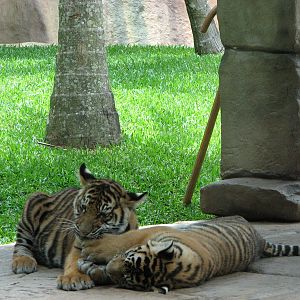 Australia Zoo 2007 - Tiger cubs
