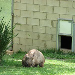 Australia Zoo 2007 - Wombat
