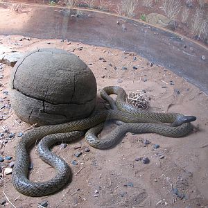 Australia Zoo 2007 - Inland Taipan?