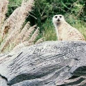 Meerkat